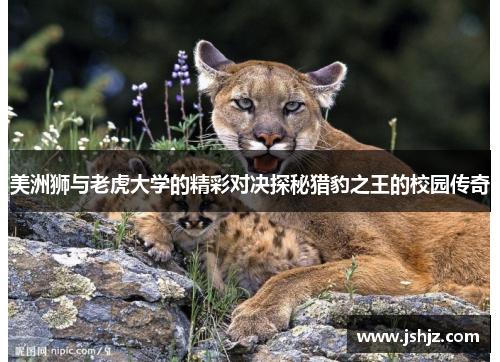 美洲狮与老虎大学的精彩对决探秘猎豹之王的校园传奇
